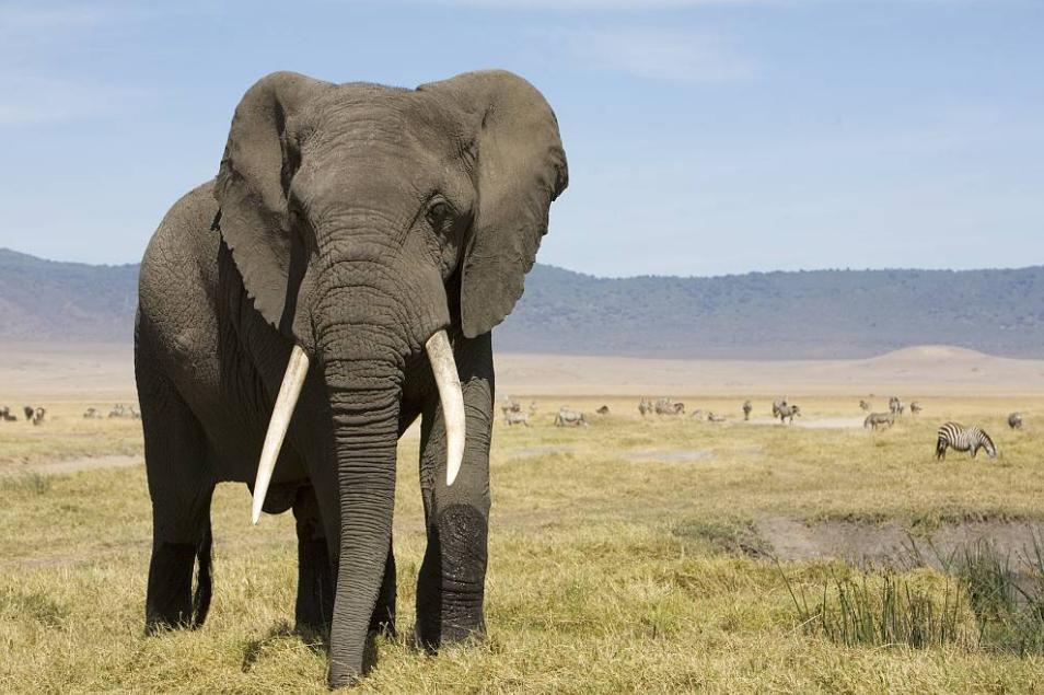 世界最高的动物前三排行大象排第二（长颈鹿最高）