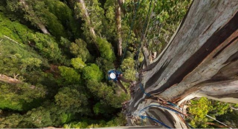 世界最高的树有多高 生长在澳洲的杏仁桉树（156米）