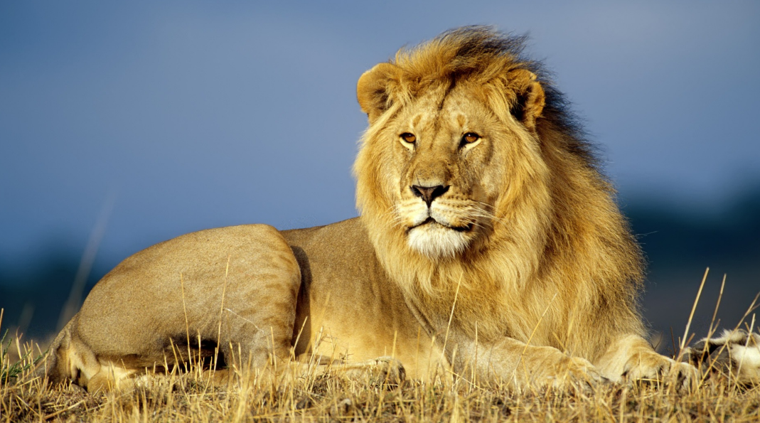 世界四大禁养猫科动物  猎豹 狮子 老虎上榜  （保护动物）