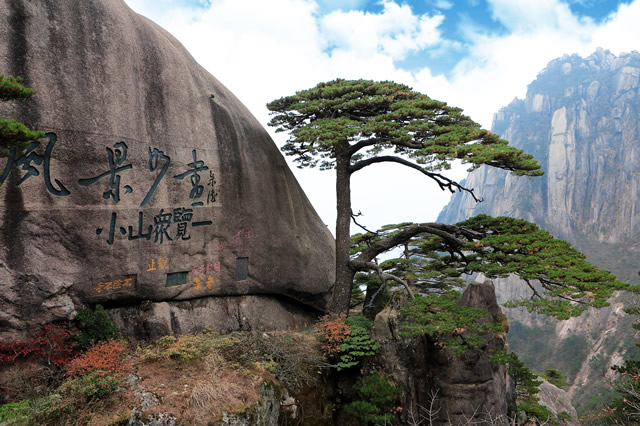 中国三大名树排行榜 阿里山神木第一 （知名古树）