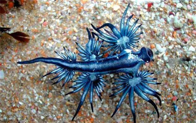 快看！世界上最奇怪的十种海洋生物，最后一个你一定没见过