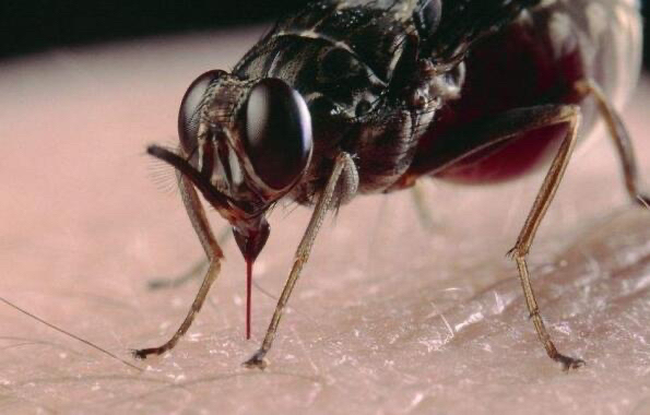 世界排名最毒的昆虫 前三甲分别是谁（跳蚤，舌蝇，接吻虫）