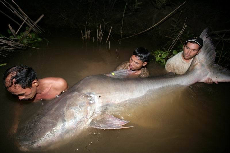 世界排行榜前四的大型淡水鱼 谁能稳居第一（湄公河巨型鲶鱼）