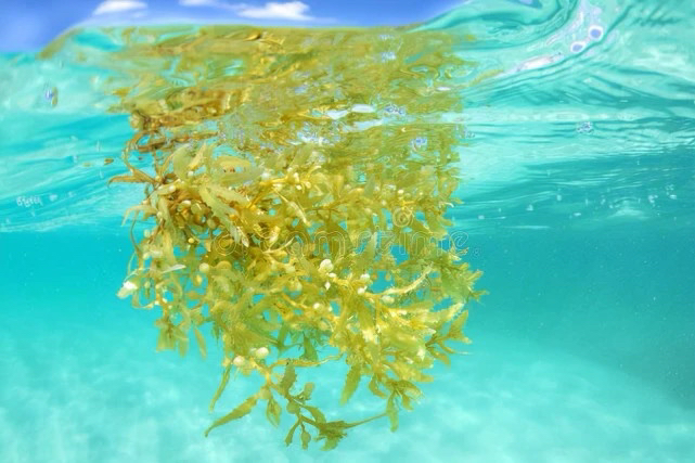 世界上最清澈的一处海域 透明度极高（马尾藻海）