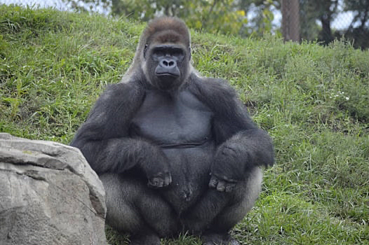 世界范围内体型最大的猩猩 体重甚至能达到400斤以上（大猩猩）