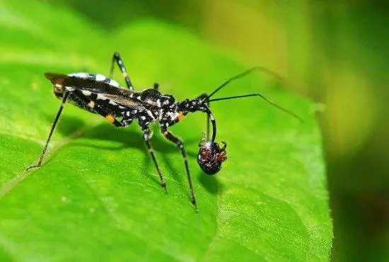 世界上毒性最强的五大昆虫（科帕收获蚁居榜首）