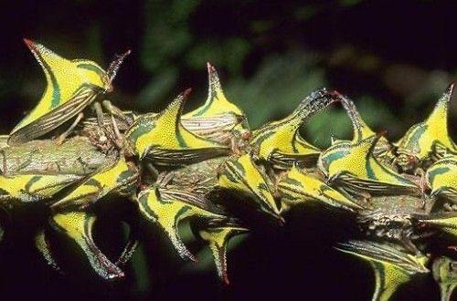 世界上毒性最强的五大昆虫（科帕收获蚁居榜首）