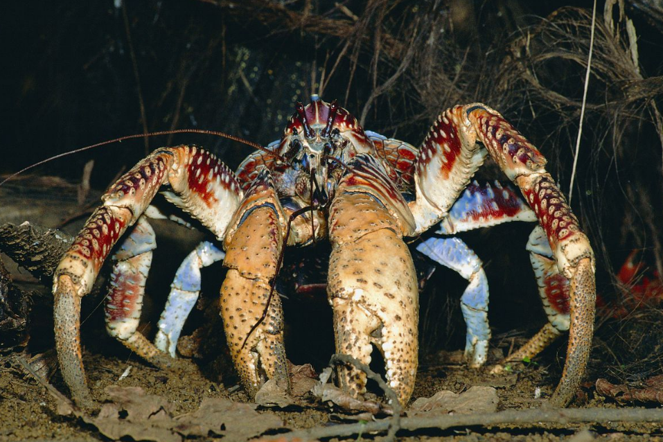 世界上最奇特的三种螃蟹  椰子蟹体长可达1米（椰子蟹）