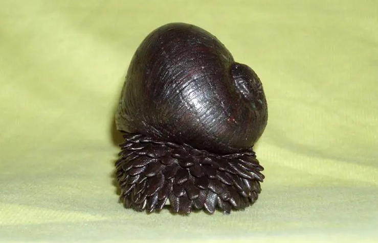 世界上六大最奇特的蜗牛 黄金象蜗牛上榜（怪异蜗牛）