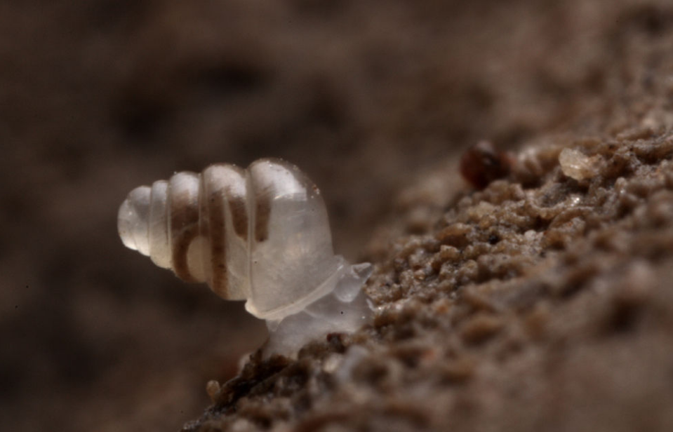世界上六大最奇特的蜗牛 黄金象蜗牛上榜（怪异蜗牛）