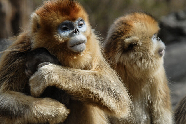 世界上三大最漂亮猴子 山魈上榜（有个性）