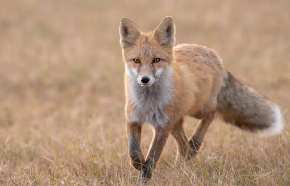 世界上最大的狐狸 体长可超过70厘米（赤狐）