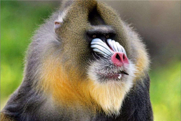 世界上最大的猴科动物 面容奇特 形似鬼怪（山魈）