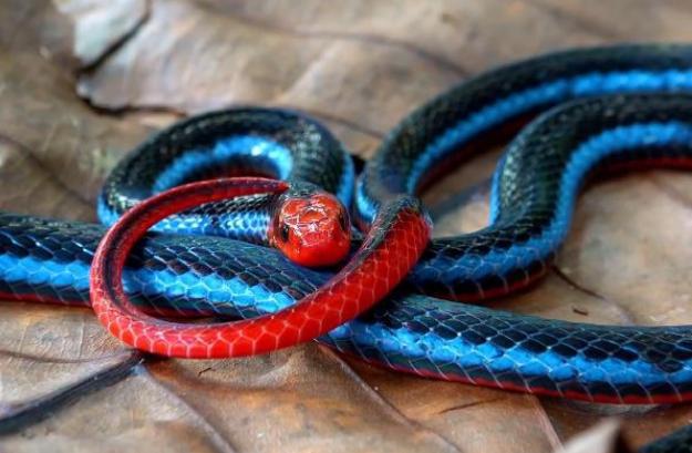 世界上最神秘莫测的蛇 毒性强行踪隐蔽（蓝长腺珊瑚蛇）