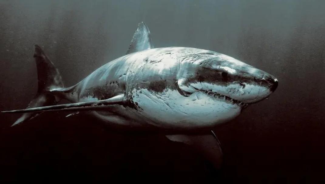 世界上最凶猛的淡水鱼 体型巨大会吃人（巨型水虎鱼）