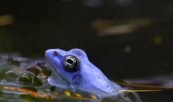 世界四大毒性最强的蛙 一克毒液毒死80人（致命动物）