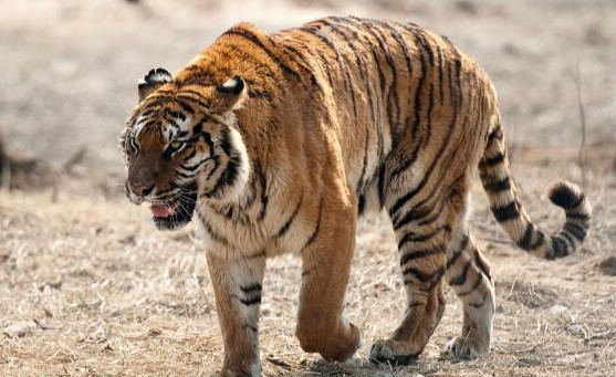 世界体重最大肉食性猫科动物 重达350千克（东北虎）