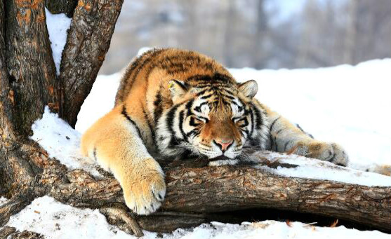 世界体重最大肉食性猫科动物 重达350千克（东北虎）