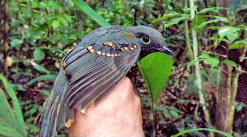 世界上最会伪装的鸟 模拟蠕动的毛毛虫（栗翅斑伞鸟）