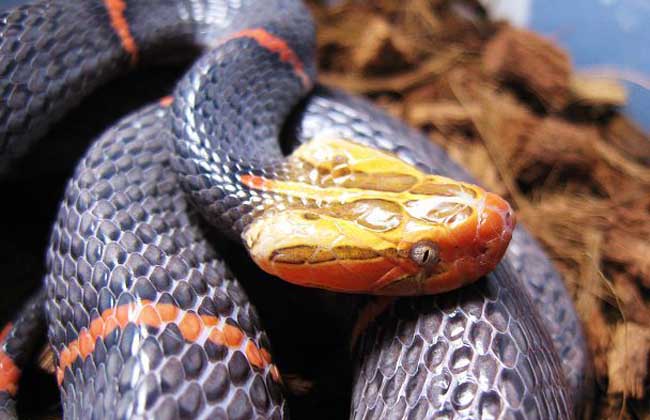 世界上最让人头疼的蛇 以绝食闻名（喜马拉雅白头蛇）