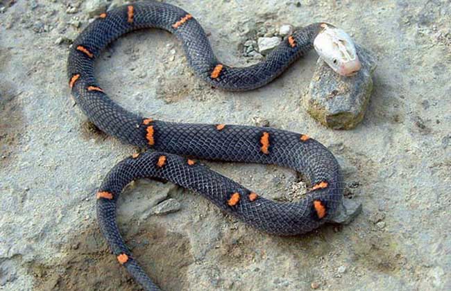 世界上最让人头疼的蛇 以绝食闻名（喜马拉雅白头蛇）