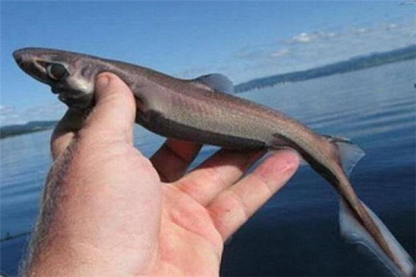 世界上最小的鲨鱼 体长仅30厘米（硬背侏儒鲨）