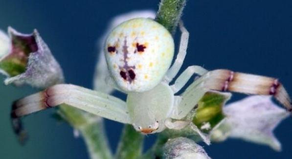 世界上最诡异蜘蛛 酷似人脸的图案（人面蜘蛛）