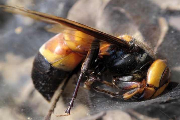 世界上最毒的毒蜂 体型巨大凶暴异常（黑腹虎头蜂）