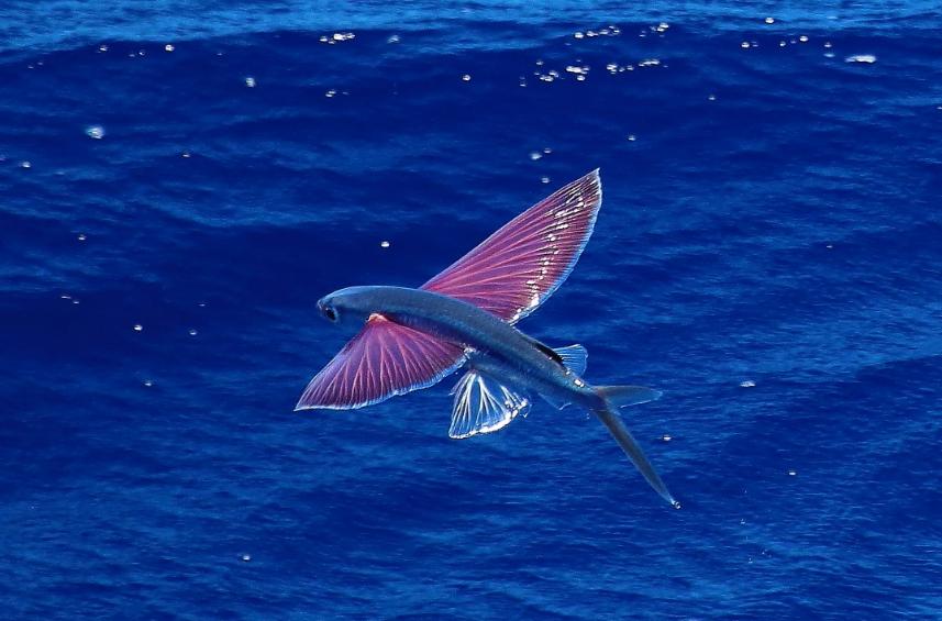 世界上飞的最远的鱼 翅膀状的鳍 水面飞400多米（飞鱼）