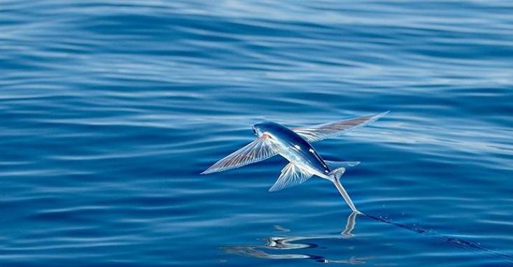 世界上飞的最远的鱼 翅膀状的鳍 水面飞400多米（飞鱼）