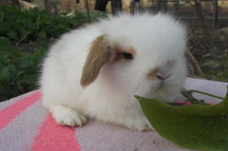 世界上体积最小的兔子 身高不到20厘米（荷兰矮兔）