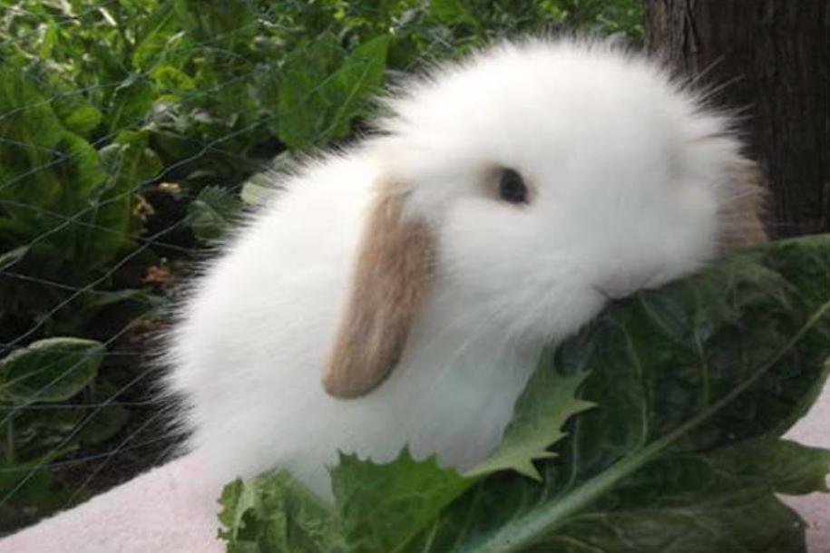 世界上体积最小的兔子 身高不到20厘米（荷兰矮兔）