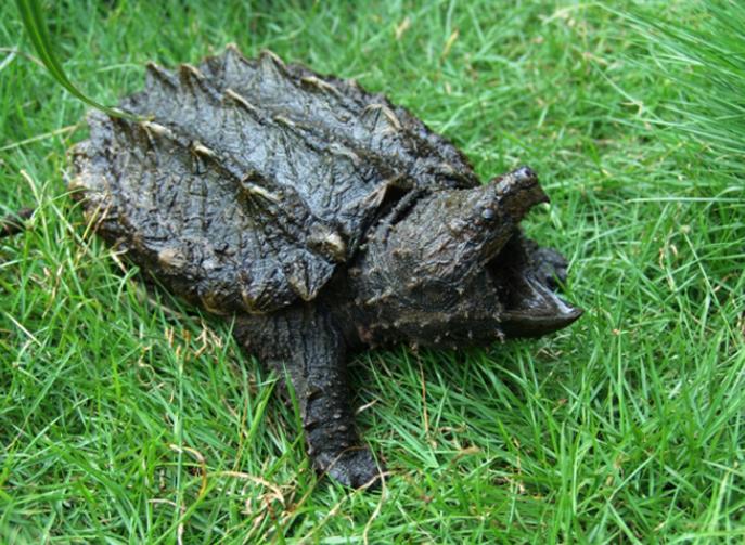 世界上最大的水龟之一 重达150斤几乎灭绝（真鳄龟）