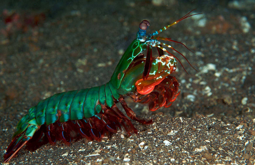 世界上最凶残的虾 体长最大可达18厘米（雀尾螳螂虾）