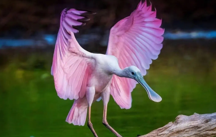 世界上最绚丽的十种鸟类 粉红琵鹭排第一名（名列前茅）