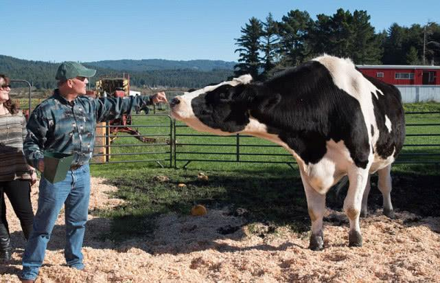 世界上最高的奶牛 身高足有两米（美国的布洛瑟姆）