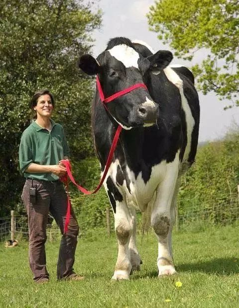 世界上最高的奶牛 身高足有两米（美国的布洛瑟姆）