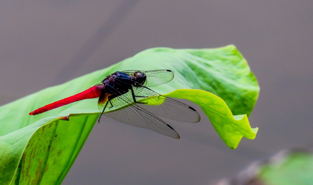 世界上最小的蜻蜓 是什么（侏红小蜻）
