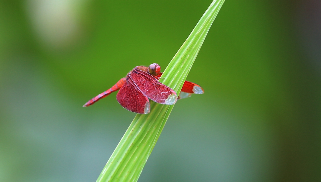 世界上最小的蜻蜓 是什么（侏红小蜻）