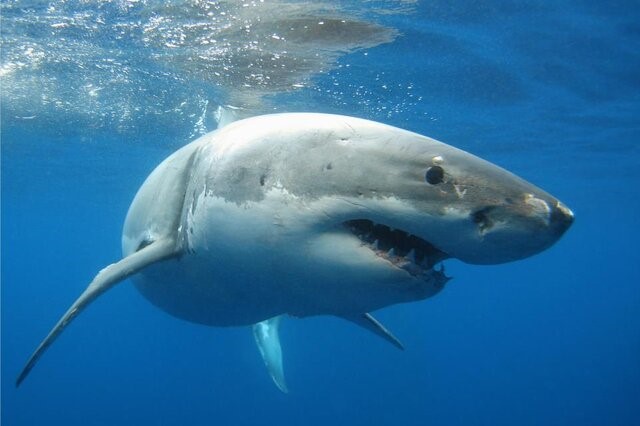 世界十大最可怕的鲨鱼 最凶猛的鲨鱼（噬人鲨）
