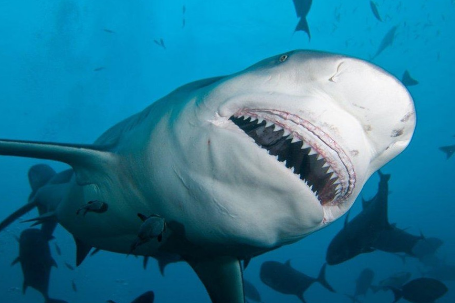 世界十大最可怕的鲨鱼 最凶猛的鲨鱼（噬人鲨）