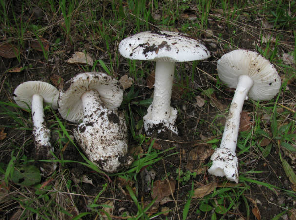 世界三大致命毒蘑菇 都是什么（剧毒蘑菇）