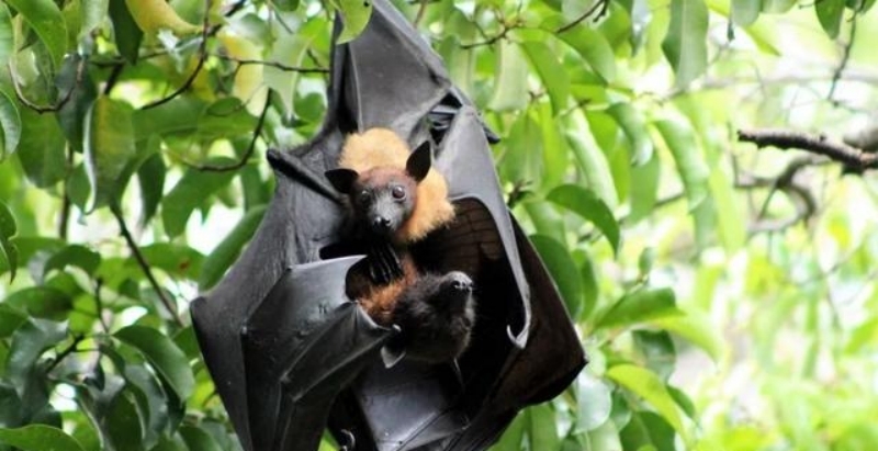 世界三大蝙蝠 是什么蝙蝠（比成人双手展开还大）