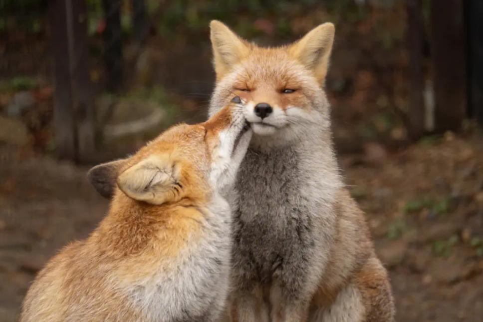 世界上最专情的动物 对配偶从一而终（狐狸）