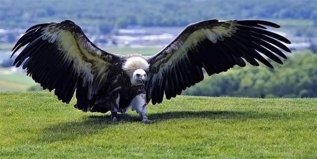 世界上最大的鹰 展翅长达2米（阿根廷巨鹰）