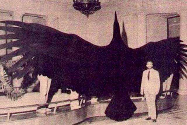 世界上最大的鹰 展翅长达2米（阿根廷巨鹰）