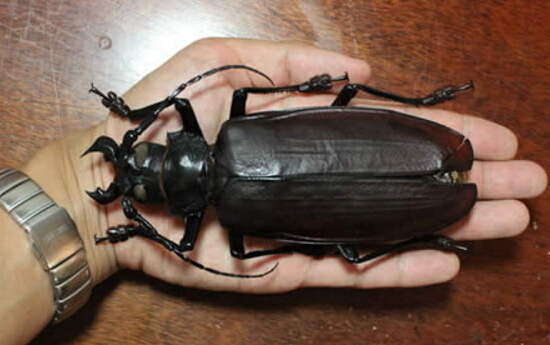 世界上最大的甲虫 体长22厘米（泰坦甲虫）