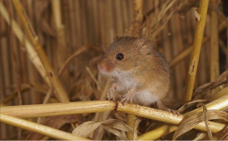 世界上最小的老鼠 体重8克左右（燕麦鼠）