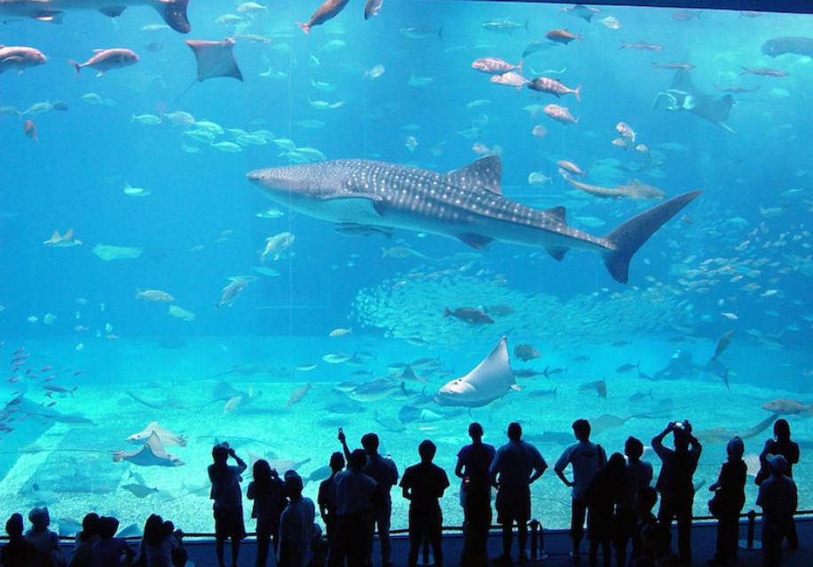 世界三大水族馆 第一有10万只海洋生物（乔治亚水族馆）