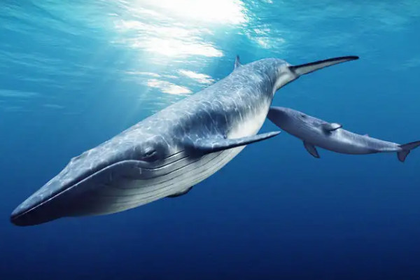 世界五大最大的鲸鱼 是什么（蓝鲸第一）
